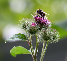 The bee pollinates the purple flowers of the wild agrimony