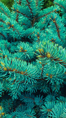 Naklejka na ściany i meble The branches of the blue spruce close-up, fir-tree background. Flat lay. Nature concept. Pine tree wallpaper. Copy space.