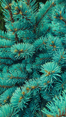 The branches of the blue spruce close-up, fir-tree background. Flat lay. Nature concept. Pine tree wallpaper. Copy space.