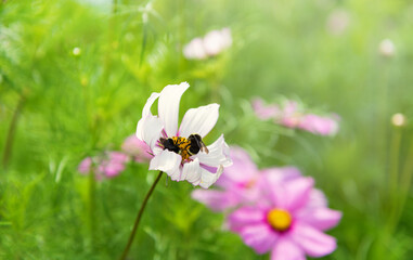 Bumblebee Landing on Pink Cosmos Flower on a Sunny Summer Day