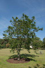 Obraz premium Summer Foliage of a Deciduous Sargent Oak Tree (Quercus x sargentii) Growing in a Garden in Rural Devon, England, UK