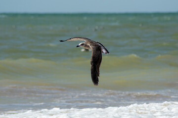 Gaviotas en la playa de Chipiona, Costa Ballena, Cadiz
