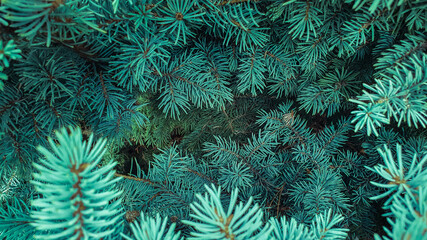 The branches of the blue spruce close-up, fir-tree background. Flat lay. Nature concept. Pine tree wallpaper. Copy space.