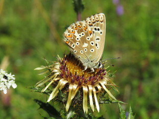 Fototapeta na wymiar Bräunling Schmetterling an Distel