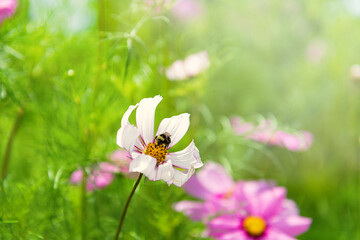 Bumblebee Landing on Pink Cosmos Flower on a Sunny Summer Day
