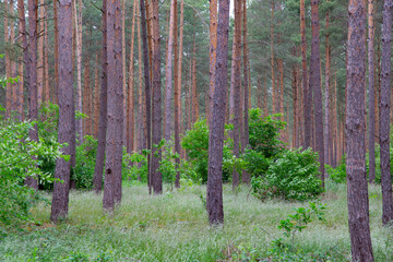 Fototapeta premium Waldkiefern (Pinus sylvestris) Müritz, Deutschland, Europa