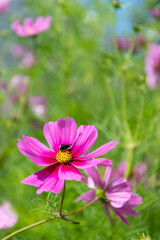 Obraz premium Fresh Delicate Pink and White Cosmos Flowers