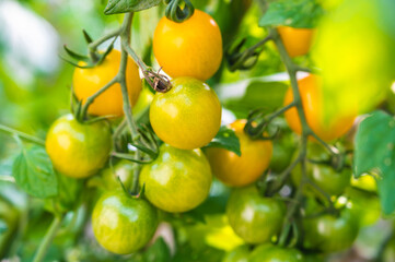 家庭菜園の黄色いミニトマト