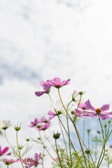Fresh Delicate Pink and White Cosmos Flowers