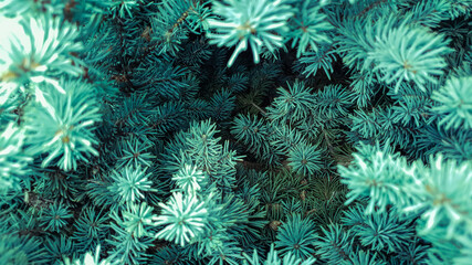 The branches of the blue spruce close-up, fir-tree background. Flat lay. Nature concept. Pine tree wallpaper. Copy space.