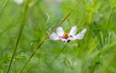 Fresh Delicate Pink and White Cosmos Flowers