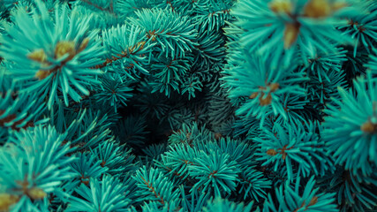 Naklejka na ściany i meble The branches of the blue spruce close-up, fir-tree background. Flat lay. Nature concept. Pine tree wallpaper. Copy space.