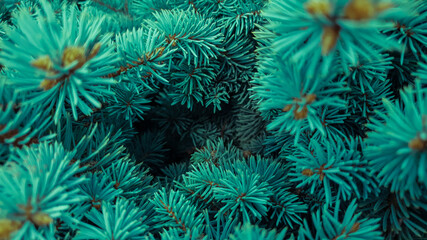 The branches of the blue spruce close-up, fir-tree background. Flat lay. Nature concept. Pine tree wallpaper. Copy space.