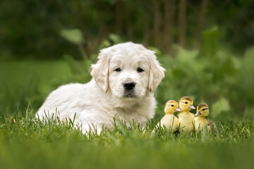 golden retriever puppy lying in grass with three small ducklings in summer