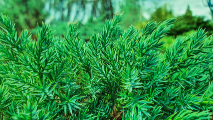 Green plants bright day light, abstract background, Flat lay. Nature concept. Copy space.