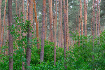 Waldkiefern (Pinus sylvestris) Müritz, Deutschland, Europa