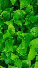 Green plants bright day light, abstract background, Flat lay. Nature concept. Copy space.