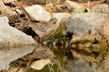 escribano montesino hembra bebiendo agua en el estanque (Emberiza cia) Ojén Andalucía España 