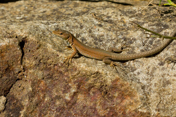 Podarcis liolepis, the Columbretes wall lizard or Catalan wall lizard, lizard sunbathing on the rock.