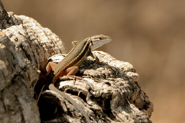 lagartija tomando el sol en el parque (Podarcis hispanicus) Marbella Andalucía España 