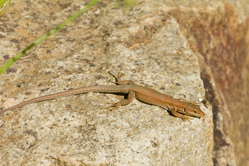 lagartija parda (Podarcis liolepis) , tomando el sol sobre la roca en Barcelona (España).