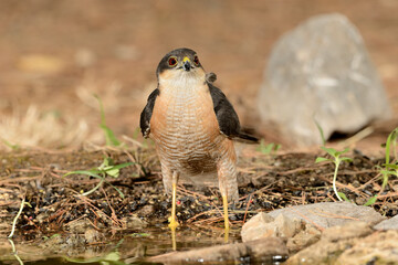  gavilán común posado y bebiendo en la charca del parque  (Accipiter nisus) Ojén Andalucía España 