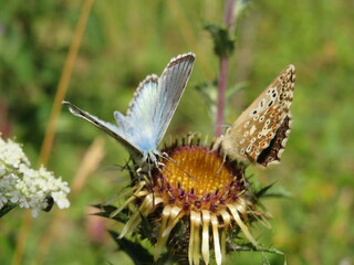 Bräunling und Bläuling an Distel