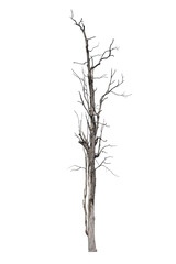 Dead tree on the white background