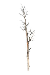 Dead tree on the white background
