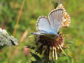 Bräunling und Bläuling an Distel