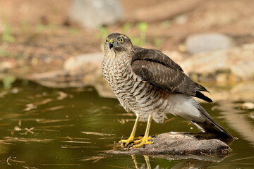  gavilán común posado y bebiendo en el estanque del parque  (Accipiter nisus) Ojén Andalucía España 