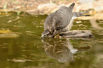  gavilán común bañándose y bebiendo en la charca del parque  (Accipiter nisus) Ojén Andalucía España 