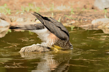   gavilán común bebiendo y bañándose en la charca del parque  (Accipiter nisus) Ojén...