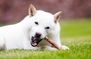 hokkaido dog chewing food antler - obrazy, fototapety, plakaty