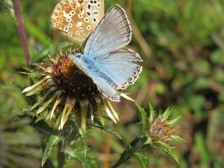 Bräunling und Bläuling an Distel