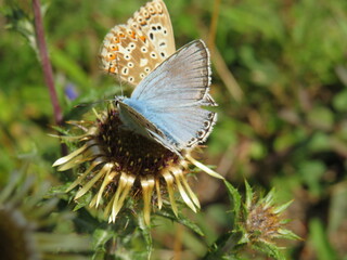 Bräunling und Bläuling an Distel