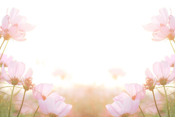view Summer floral pink background. Flowers in the sunlight,copy space. selective and soft focus is falling
