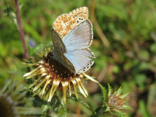 Bräunling und Bläuling an Distel