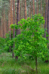 Eiche und Waldkiefern (Pinus sylvestris) Müritz, Deutschland, Europa