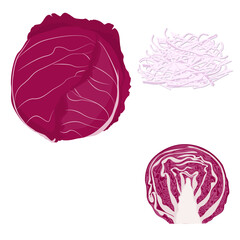 Vector red cabbage. white Background or isolate
