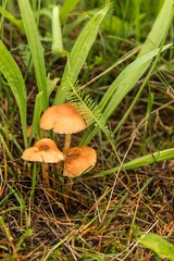 Edible mushroom (Marasmius oreades) in the meadow.  Scotch bonnet. Fairy ring mushroom. Collecting mushrooms.