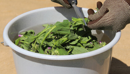 Jauche aus Beinwell herstellen