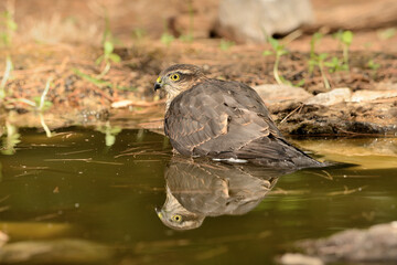   gavilán común bebiendo y bañándose en la charca del parque  (Accipiter nisus) Ojén Andalucía España 