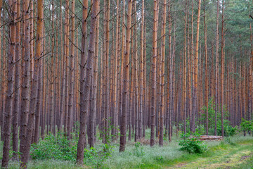 Waldkiefern (Pinus sylvestris) Müritz, Deutschland, Europa