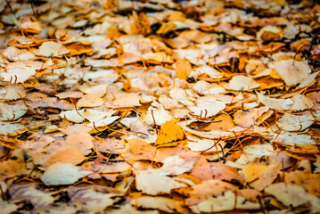 defocus background of autumn fallen leaves