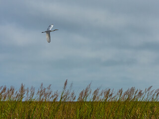 Egret in Flight over the Delaware Bay