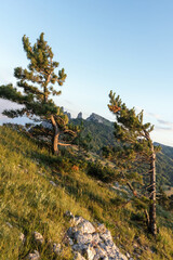 Two twisted pine trees on a mountainside