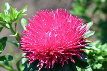 White and red Aster flowers in the garden in the greenery