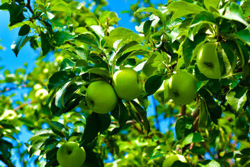 Green Antonovka apples grow on a branch on a Sunny day