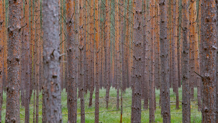 Fototapeta premium Waldkiefern (Pinus sylvestris) Müritz, Deutschland, Europa
